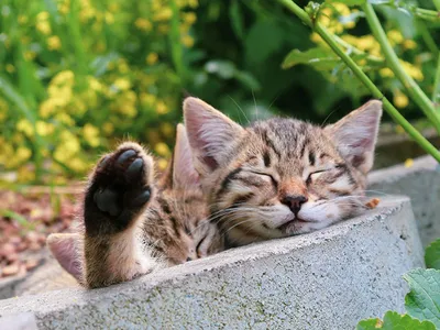 8 августа - Международный день кошек