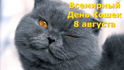 Международный день кошек: читатели Myslo поделились фотографиями своих  любимцев - Новости Тулы и области - MySlo.ru
