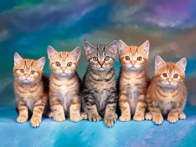 Десять способов отпраздновать Международный день кошек | Издательство АСТ