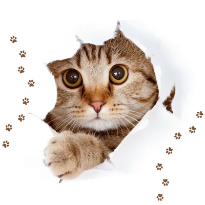 1 марта – Международный день кошек! | Государственная библиотека Югры