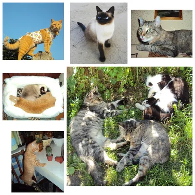 Международный день котов и кошек - БАГИРА зоомагазин №1 в Крыму