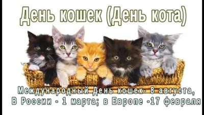 Международный день кошек (интересные факты) №1. | КАКАЯ ЖИЗНЬ, ТАКИЕ И  РАССКАЗЫ | Дзен