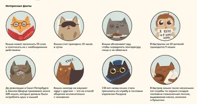 Международный день кошек | Бетховен - сеть зоомагазинов | Дзен