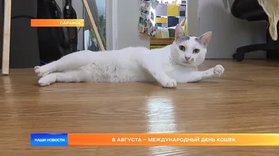 РОСБАНК - Сегодня международный день кошек, мы поздравляем... | Facebook