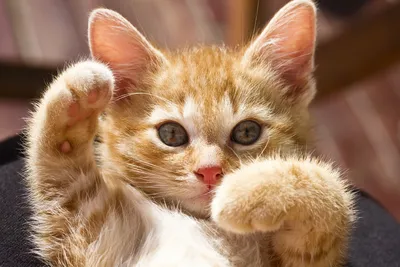 Десять способов отпраздновать Международный день кошек — Издательство АСТ  null на TenChat.ru