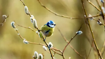 1 апреля – Международный день птиц!
