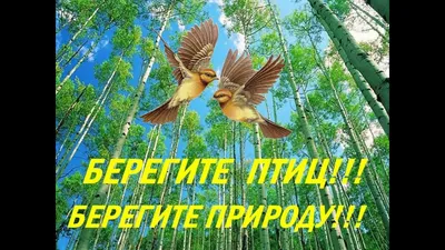 Международный день птиц - РИА Новости, 01.04.2022