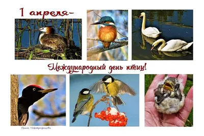 1 апреля - Международный день птиц - Сайт национального парка \"Смоленское  поозерье\"