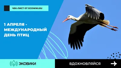 Международный день птиц - Изборск