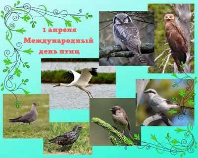 Атмосферные создания: 1 апреля - Международный день птиц - Новости РГО