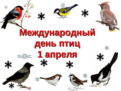 Международный день птиц картинки фотографии