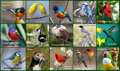 1 апреля — Международный день птиц — Творим вместе с детьми