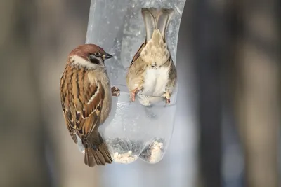 1 апреля - Международный день птиц | ВООП
