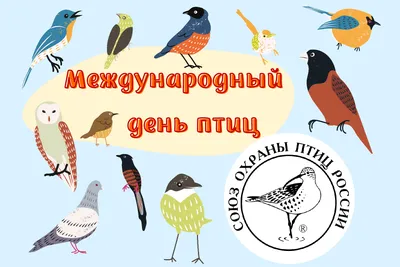 Международный день птиц в гостях у Союза охраны птиц России