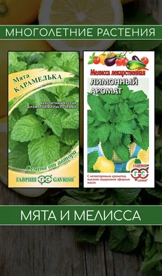 Мелисса - купить рассаду и саженцы лимонной мяты в Киеве и Украине |  Greensad
