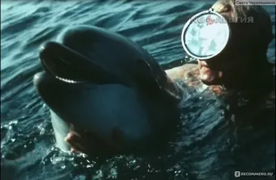 Люди и дельфины. (1983, фильм) - «\"Дельфины, кто вы? Просто умные животные,  как принято считать, или же существа наделённые разумом, как и мы люди.\"» |  отзывы