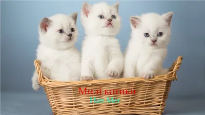 Британські милі котики: 300 $ - Кошки Киев на Olx