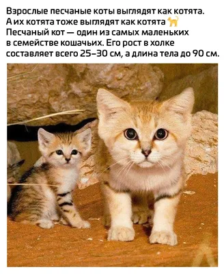 Милота милый котик мини котик , …» — создано в Шедевруме