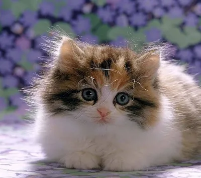 Ооооочень милые кошки» — создано в Шедевруме