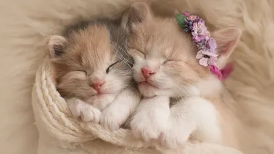 Очень милые котики (61 фото) | Cute cats, Most beautiful cat breeds, Funny  cat pictures