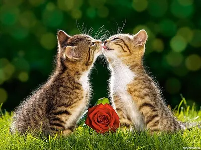 коты милые стоковое изображение. изображение насчитывающей сладостно -  2507057
