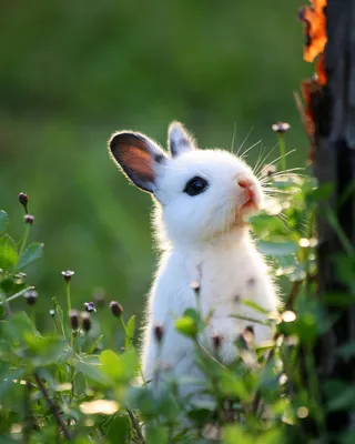 Какие животные 🐷 считаются самыми милыми 🌞