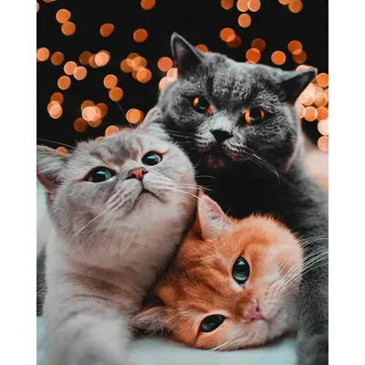Милые котики на заставку - 70 фото