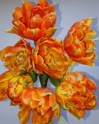 Композиция Весенний салют» с тюльпанами и мимозами - купить в Новокузнецке  за 4 040 руб