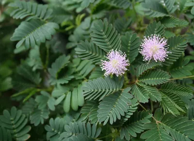 Мимоза Стыдливая (Mimosa Pudica) - «Очень интересное растение,но к нему  тоже нужен подход и не заигрываться с ее особенностью)))» | отзывы
