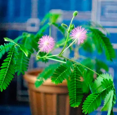 BotanikStore - Мимоза Розовая звезда стыдливая. Комнатный многолетник.  Высота растения до 50 см. Это маловетвистое травянистое растение с  одревесневающими побегами. Овальные, нежно-зеленые листья особенно  чувствительны, складываются от малейшего ...