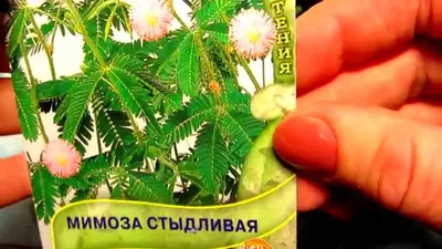 Российская полиция разъяснила, что именно считать мимозой