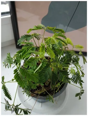 мимоза растение лежит на белом фоне Stock Photo | Adobe Stock