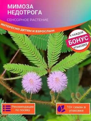 Мимоза стыдливая (Mimosa pudica) Цена 65 тенге — многолетнее травянистое  растение в 30-60 см высоты, реже — до 1,5 м, вид растений из рода… |  Instagram