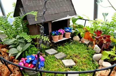 Искусство миниатюрных садов в одной фотографии