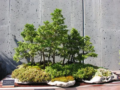 Крошечные оазисы: фото миниатюрных садов