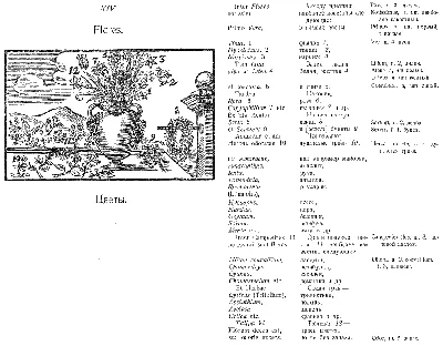 Comenius. Orbis pictus. Ян Амос Коменский. Мир чувственных вещей в картинках