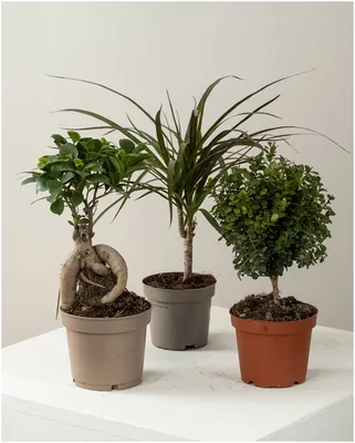 Фотография Мирта: как ухаживать за растением в домашних условиях