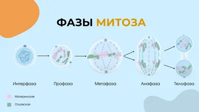 Митоз картинки фотографии