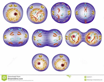 Фазы деления клетки: митоз и мейоз, их сходства и различия — типы и виды  деления клеток, прямое и непрямое деление