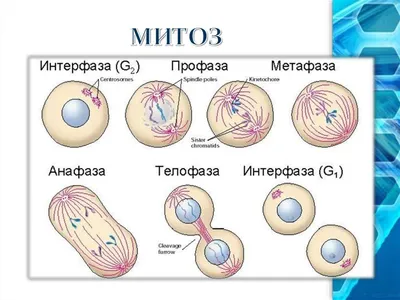 митоз Микрорисунок TEM стоковое изображение. изображение насчитывающей  хромосома - 117240447