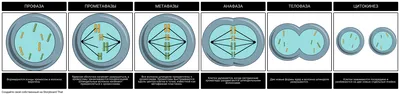 Плакат на баннерной ткани \"Образование клеток. Митоз и мейоз\" - купить в  B-Pro