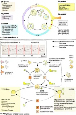 Клеточный цикл. Деление клетки: митоз - фазы и биологическое значение