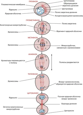 Диаграмма: митоз | Quizlet