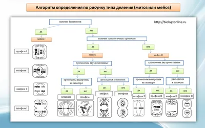 17. Простое бинарное деление. Митоз. Амитоз