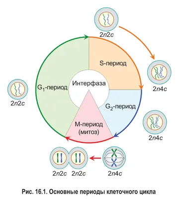 Calaméo - План конспект урока по теме Сравнение митоза и мейоза 2