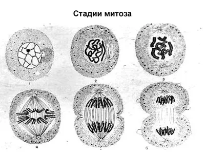 Алгоритм определения типа деления (митоз или мейоз) - модуль