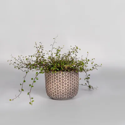 Изображение: Мюленбекия - изящное растение для создания уникального интерьера