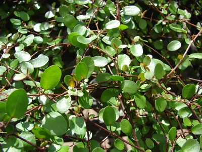 Картинка: Мюленбекия - красивое растение для украшения любого интерьера