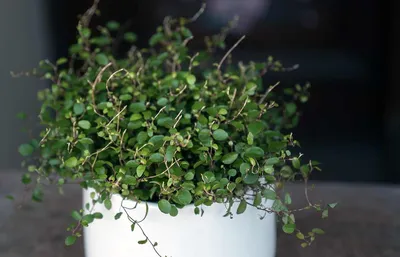 Изображение: Мюленбекия - стильное растение для любителей дизайна интерьера