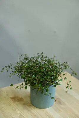 Фото: Мюленбекия - популярное растение для создания теплой атмосферы в доме